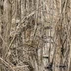 Realtree Max-5