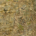 Realtree Xtra